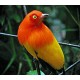 Flame Bowerbird Flame Bowerbird